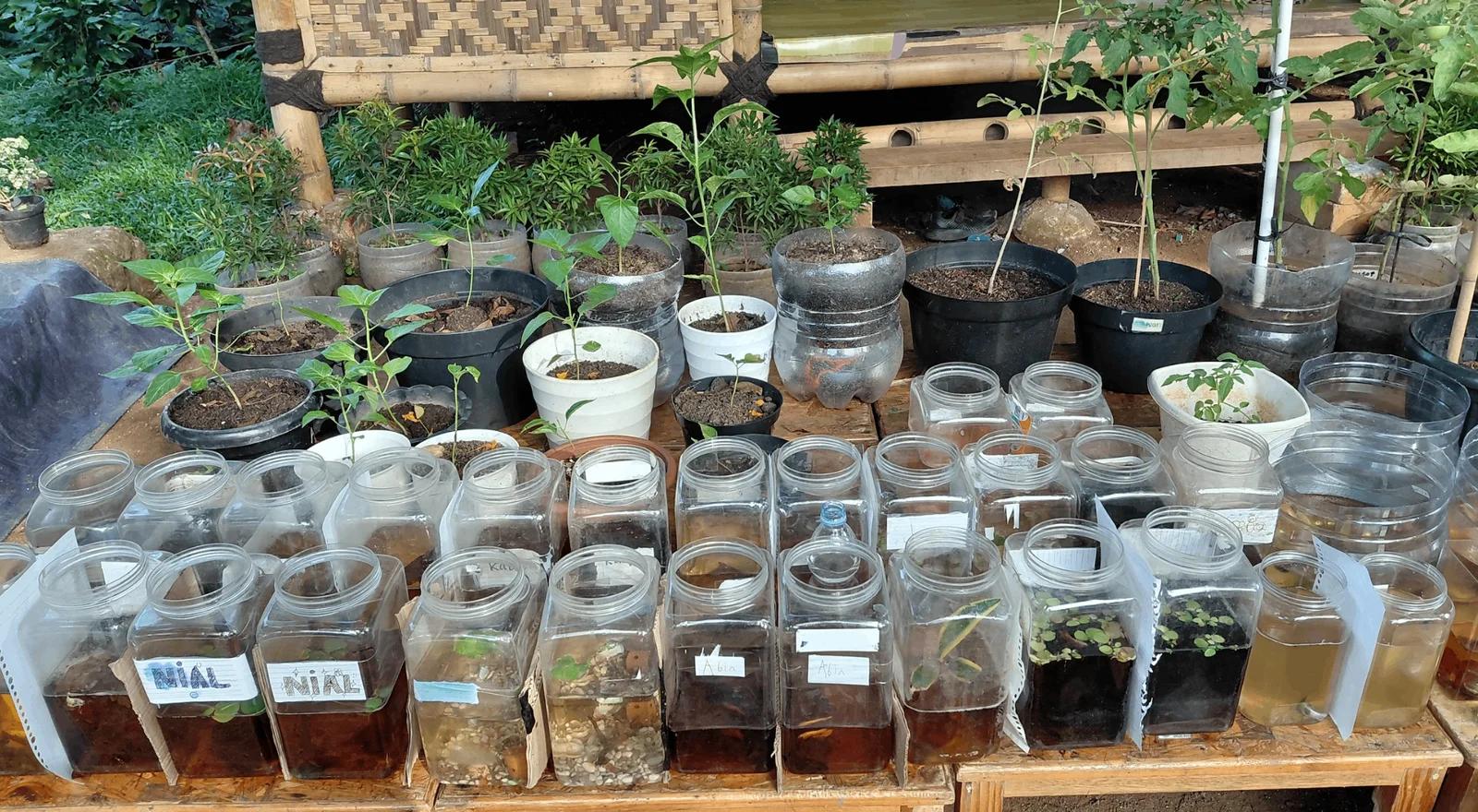 Berkebun dan pertanian organik